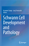 Schwann Cell Development and Pathology-1
