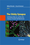 The Sticky Synapse-1