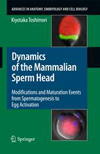 Dynamics of the Mammalian Sperm Head-1