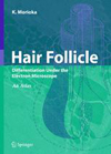 Hair Follicle-1